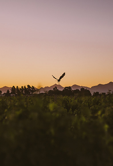 Tiraki - New Zealand Wines - Hawk over Vineyard